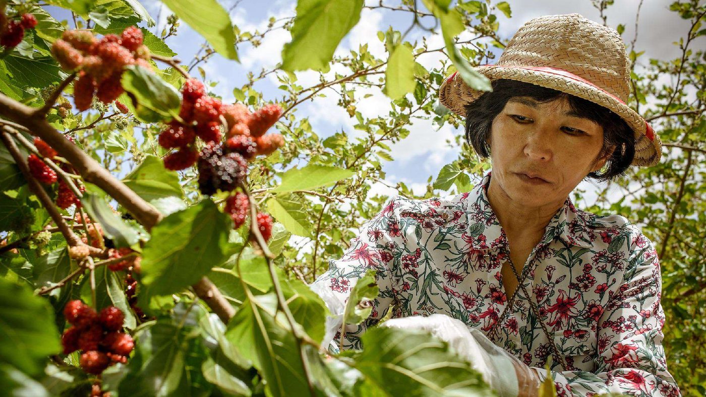 Trabalhadora rural brasileira na colheita